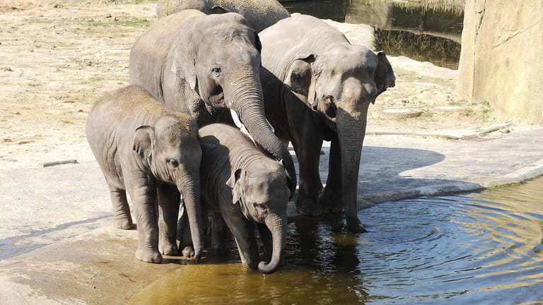 Asiatische Elefanten im Kölner Zoo: Bulle Bindu muss künftig allein bleiben und seinen Lebensabend getrennt von den anderen verbringen.