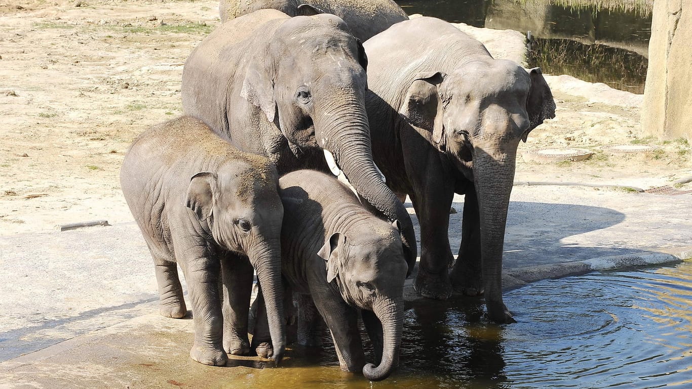 Asiatische Elefanten im Kölner Zoo: Bulle Bindu muss künftig allein bleiben und seinen Lebensabend getrennt von den anderen verbringen.