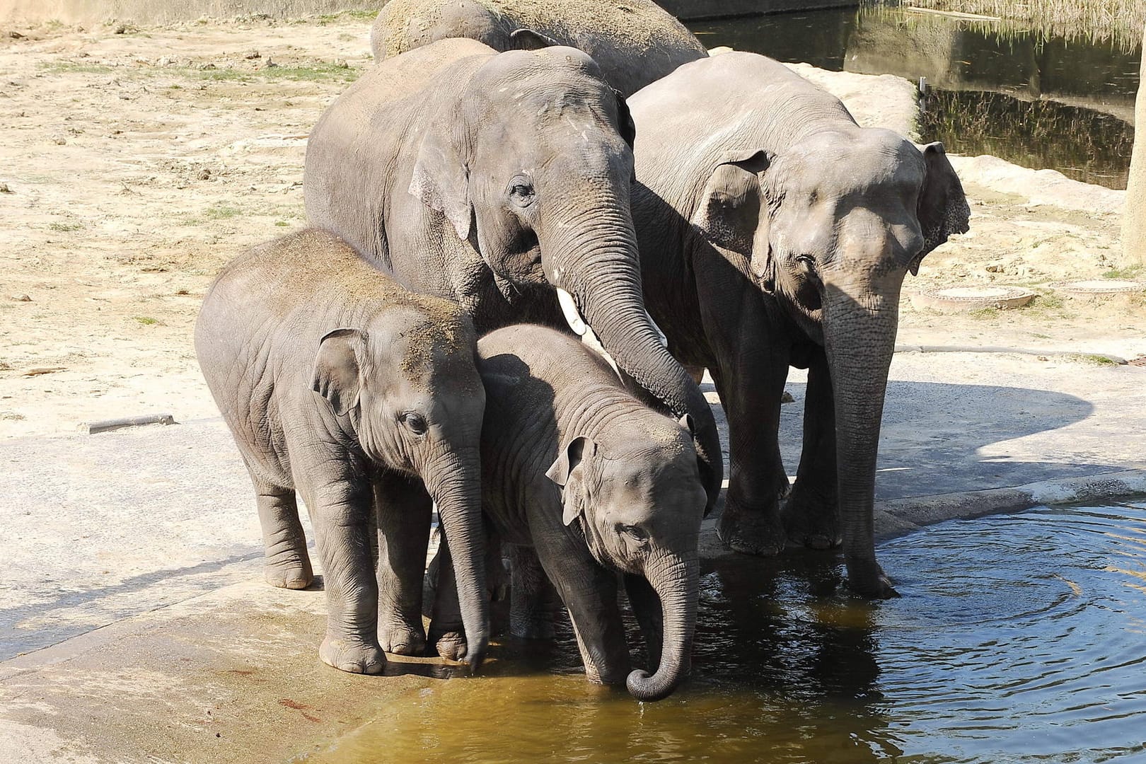 Asiatische Elefanten im Kölner Zoo: Bulle Bindu muss künftig allein bleiben und seinen Lebensabend getrennt von den anderen verbringen.