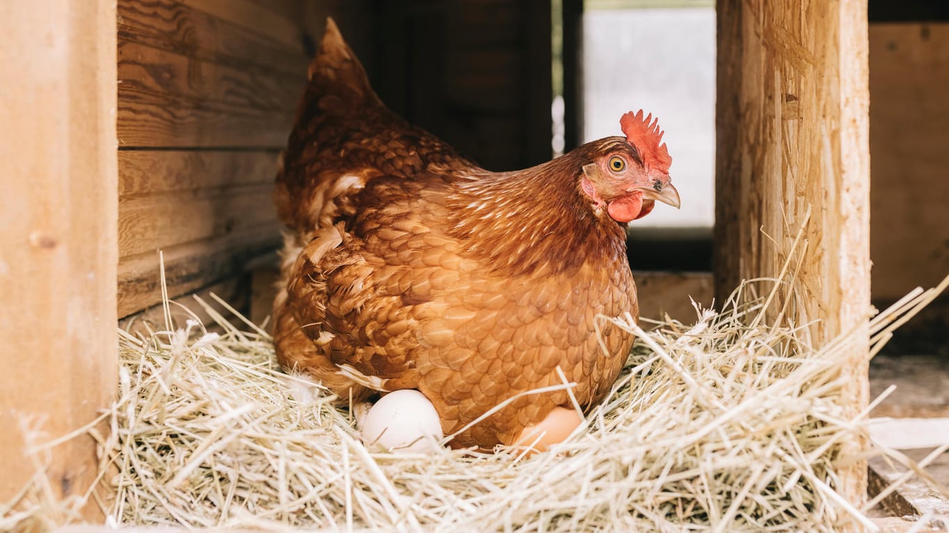 Viel zu tun fürs Huhn: Der Pro-Kopf-Verbrauch in Deutschland liegt bei 239 Eiern pro Jahr.