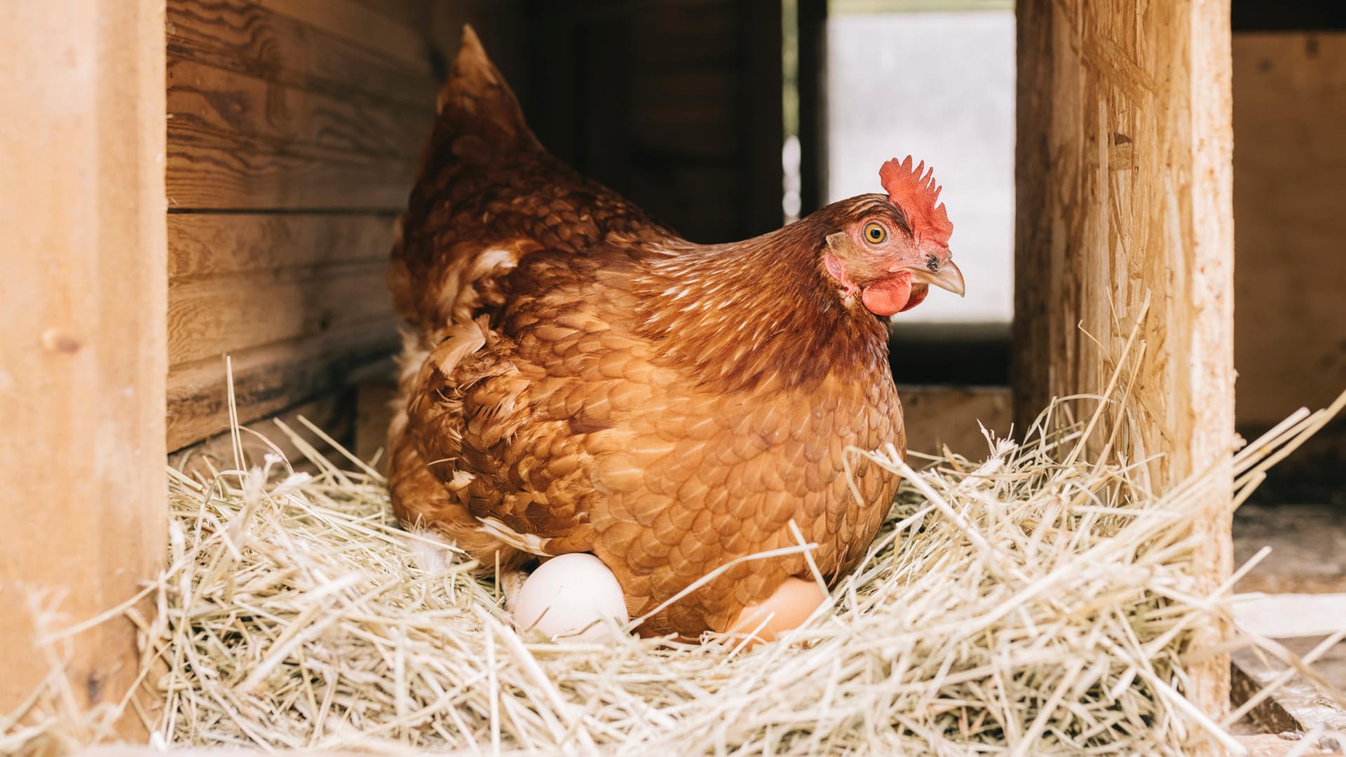 Viel zu tun fürs Huhn: Der Pro-Kopf-Verbrauch in Deutschland liegt bei 239 Eiern pro Jahr.