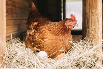 Viel zu tun fürs Huhn: Der Pro-Kopf-Verbrauch in Deutschland liegt bei 239 Eiern pro Jahr.