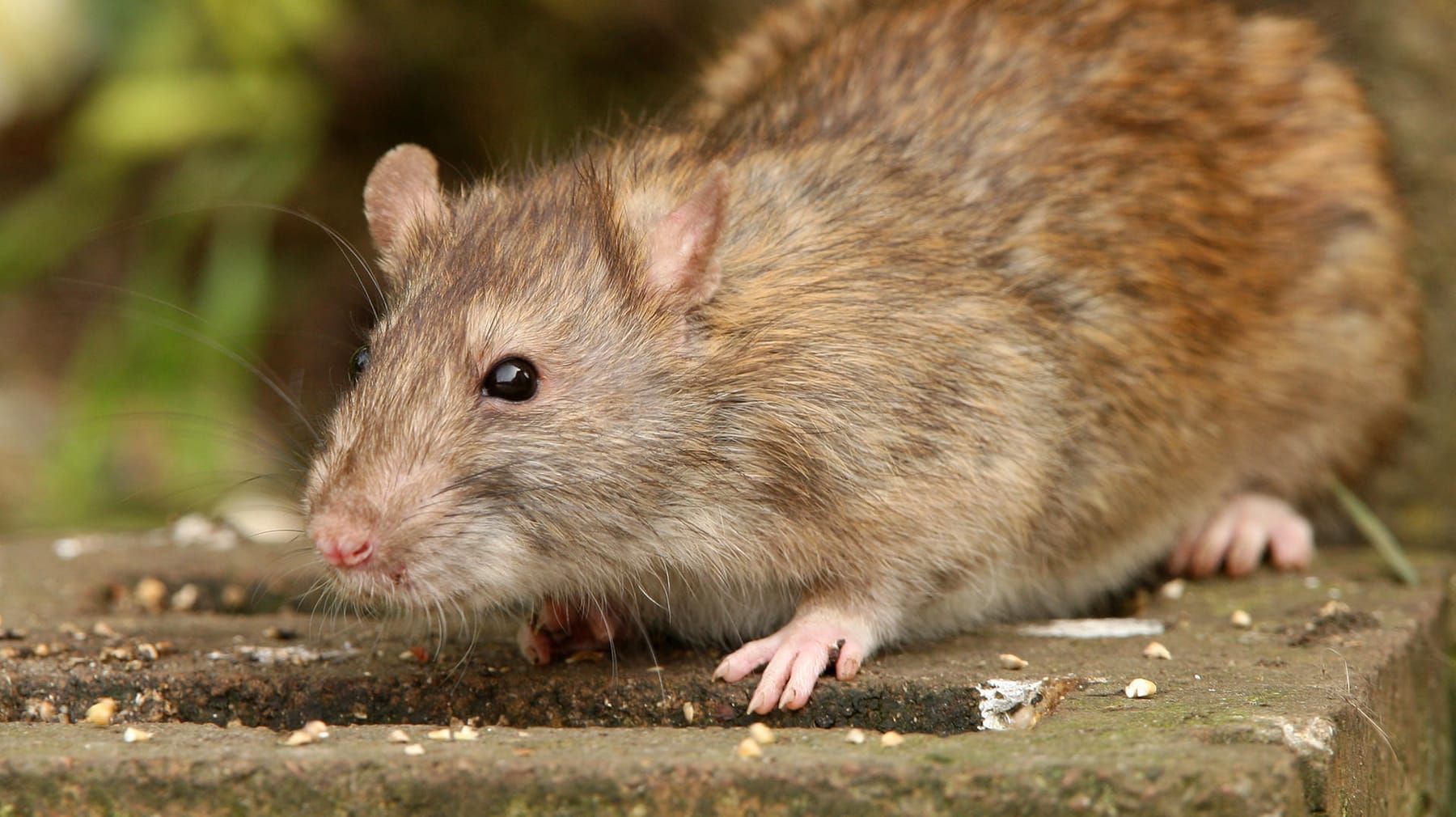 Tierkot von Igel, Marder und Ratten im Garten bestimmen: Wann