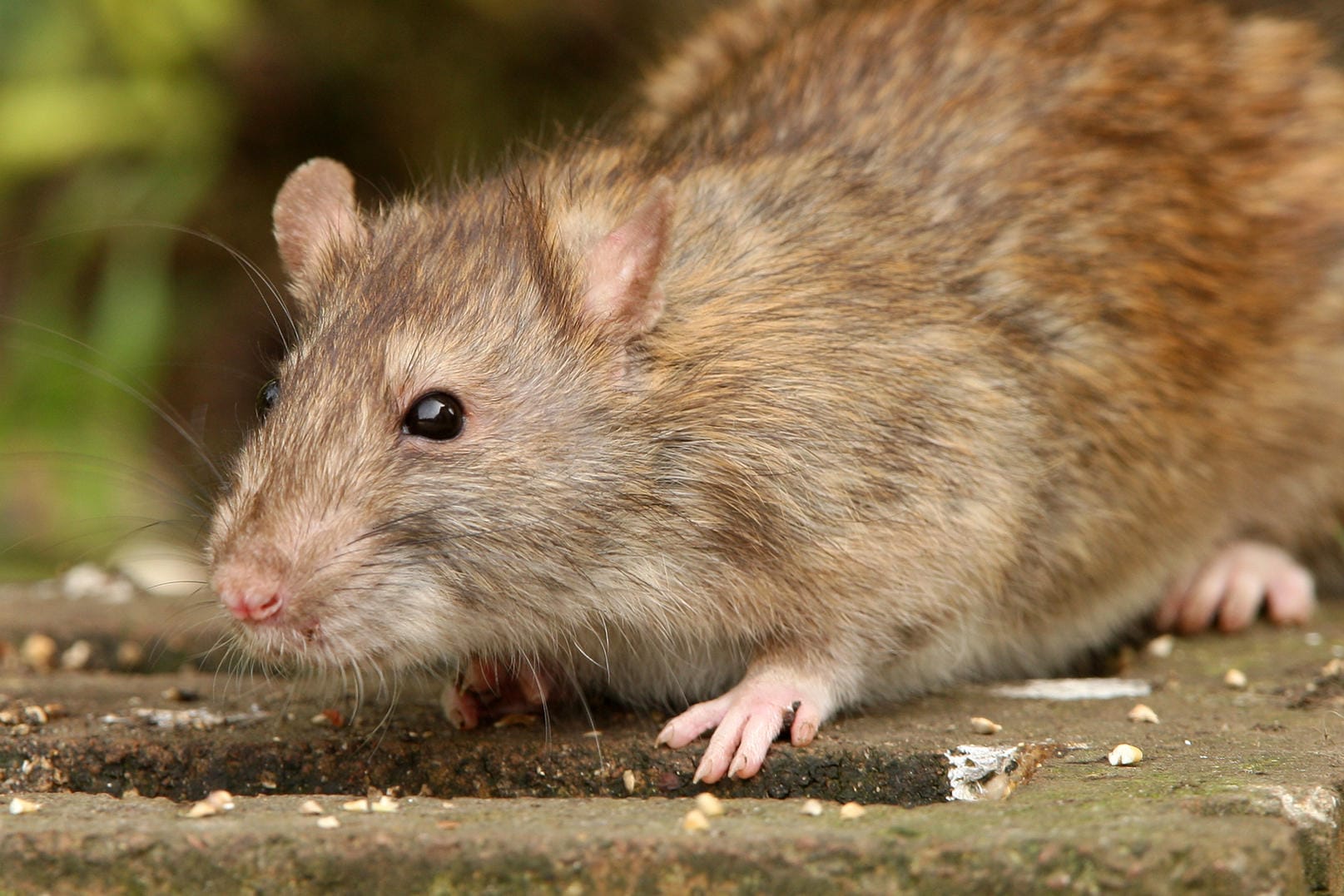 Ratte: Nicht jeder möchte die Tiere in seinem Garten haben.