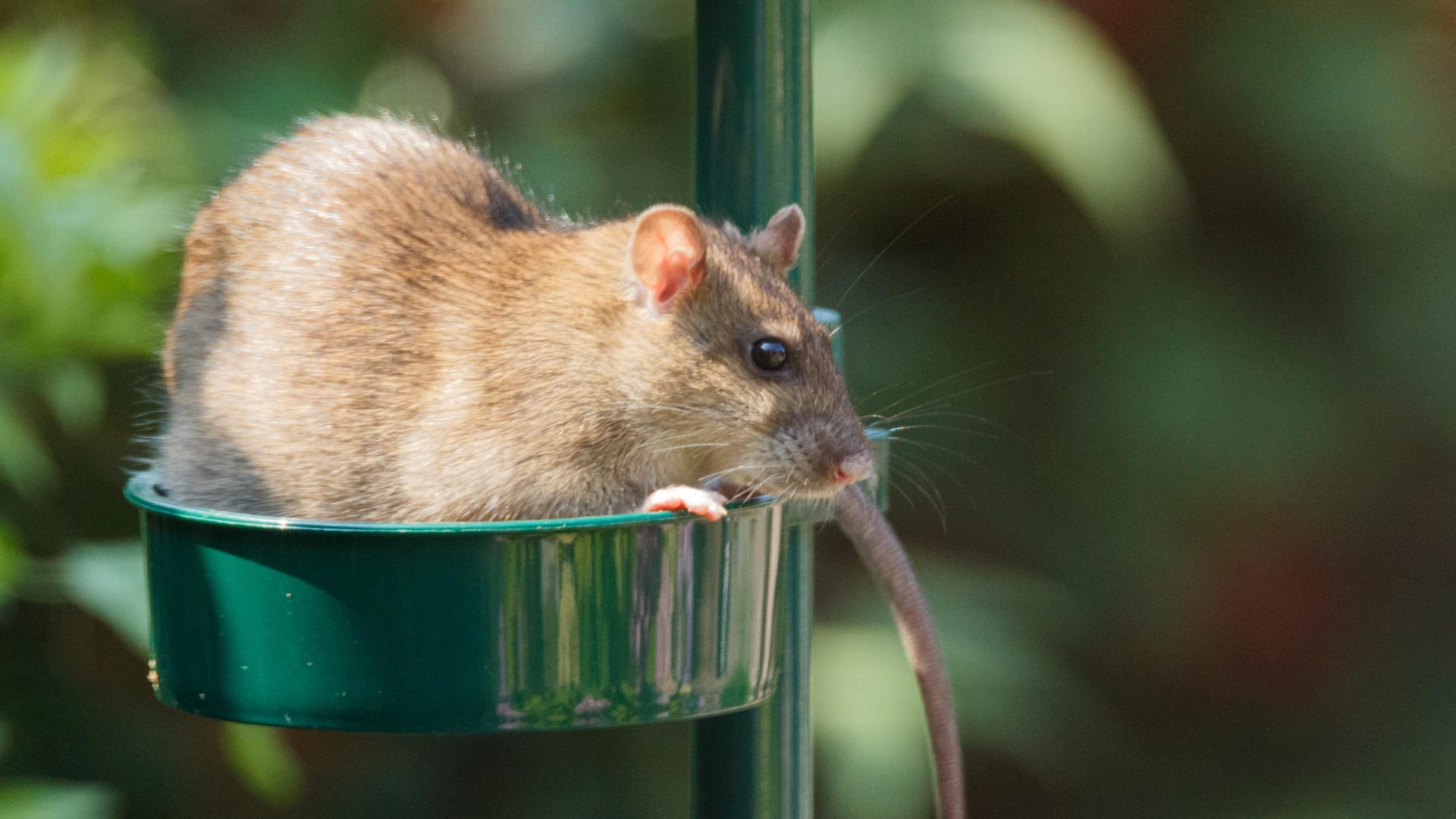 Ratte: Die Tiere bedienen sich auch gerne am Vogelfutter.