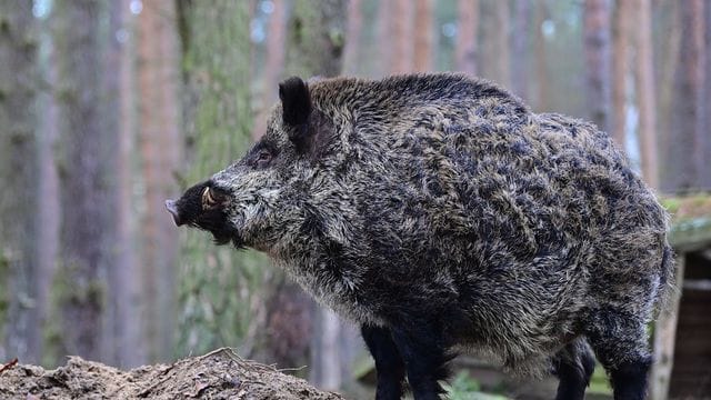 Wildschwein