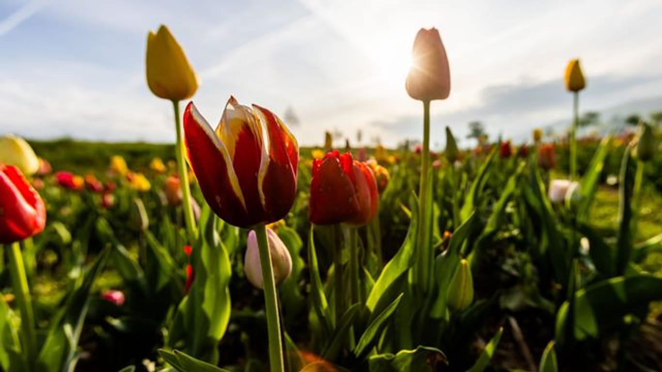 Frühlingswetter zu Ostern