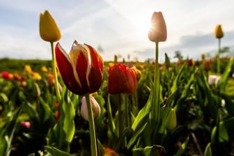 Frühlingswetter zu Ostern