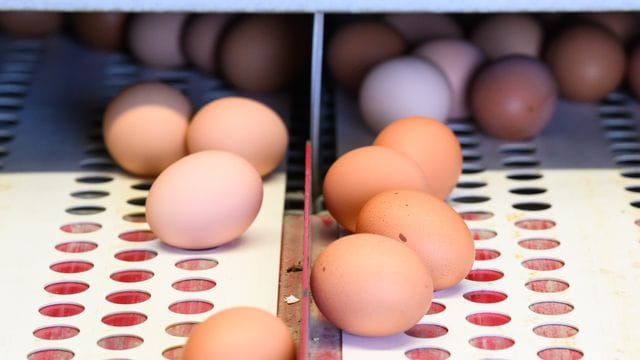 Legehennenbetriebe in wirtschaftlich schwieriger Lage Legehennenbetriebe in wirtschaftlich schwieriger Lage