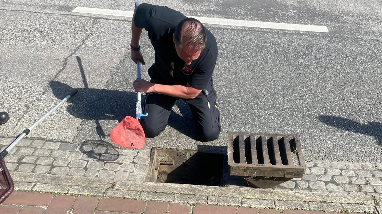 Ein Feuerwehrmann kniet vor einem Gully: Das Küken konnte wieder mit seiner Familie vereint werden.