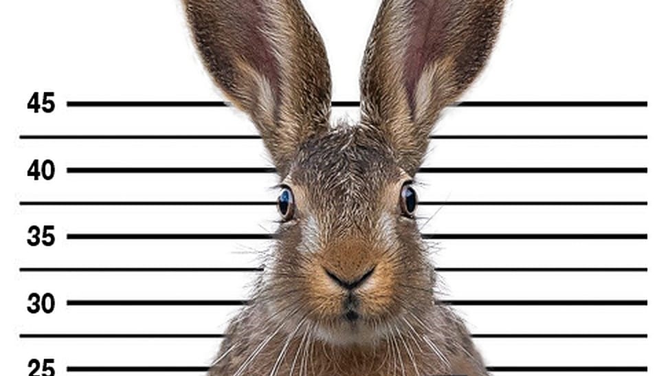 Der verdächtige "Osterhase" blickt in die Kamera: Mit diesem Bild haben sich die Beamten einen Scherz erlaubt. Der verdächtige "Osterhase" blickt in die Kamera: Mit diesem Bild haben sich die Beamten einen Scherz erlaubt.