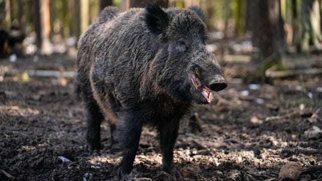 Der gut 200 Kilogramm schwerer Schwarzwild-Keiler in einem Gehege des Wildparks Waldhaus Mehlmeisel.