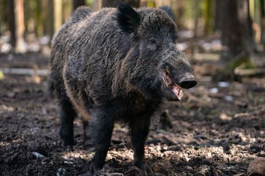 Der gut 200 Kilogramm schwerer Schwarzwild-Keiler in einem Gehege des Wildparks Waldhaus Mehlmeisel.