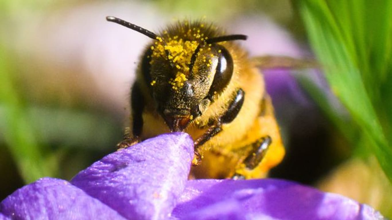 Bienen haben einen Flugradius von zwei bis vier Kilometern.