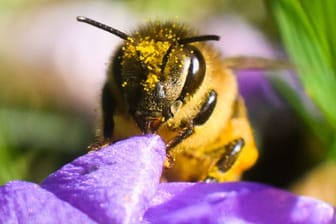 Bienen haben einen Flugradius von zwei bis vier Kilometern.