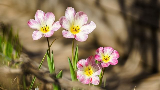 Tulpen