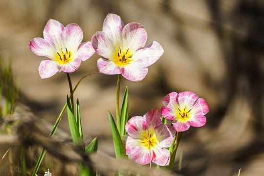 Tulpen