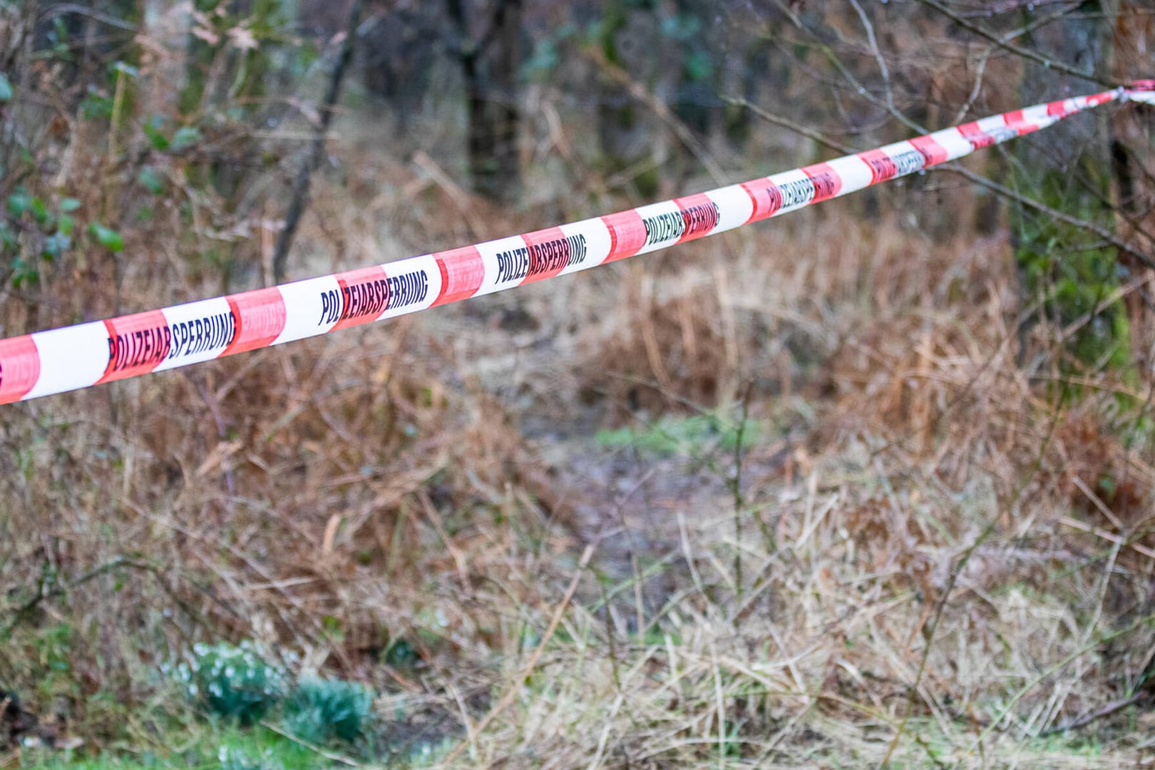 Eine Polizeiabsperrung in einem Wald (Archivbild): Die Polizei steht noch ganz am Anfang der Ermittlungen.