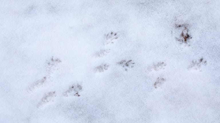 Trittsiegel im Schnee: Ratten hinterlassen eindeutige Pfotenabdrücke. Diese sind allerdings oft nur im Schnee erkennbar.
