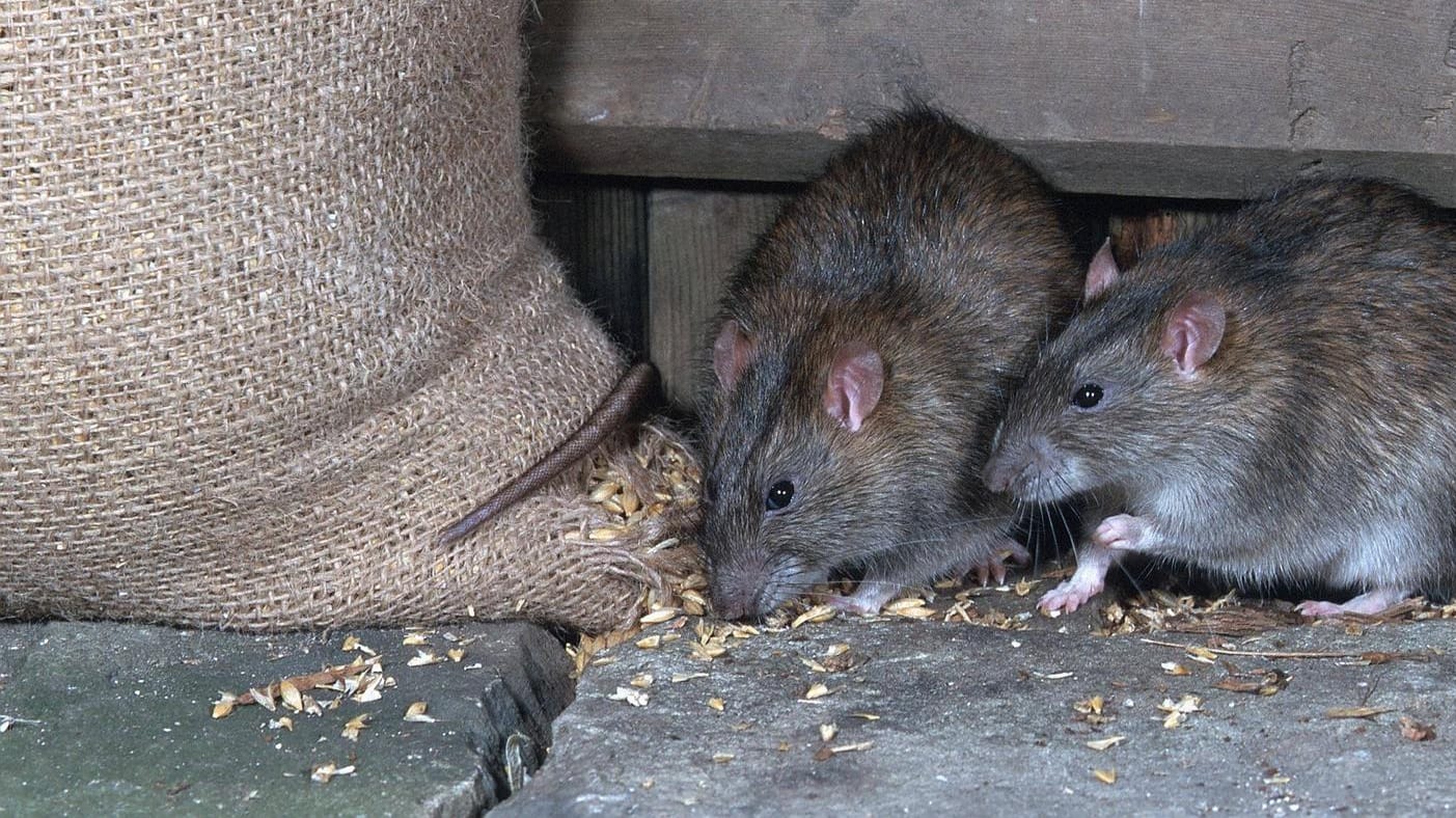 Wanderratten: Ratten ernähren sich auch von Körnern und Samen.