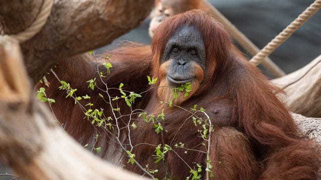 Orang-Utan-Dame Bella