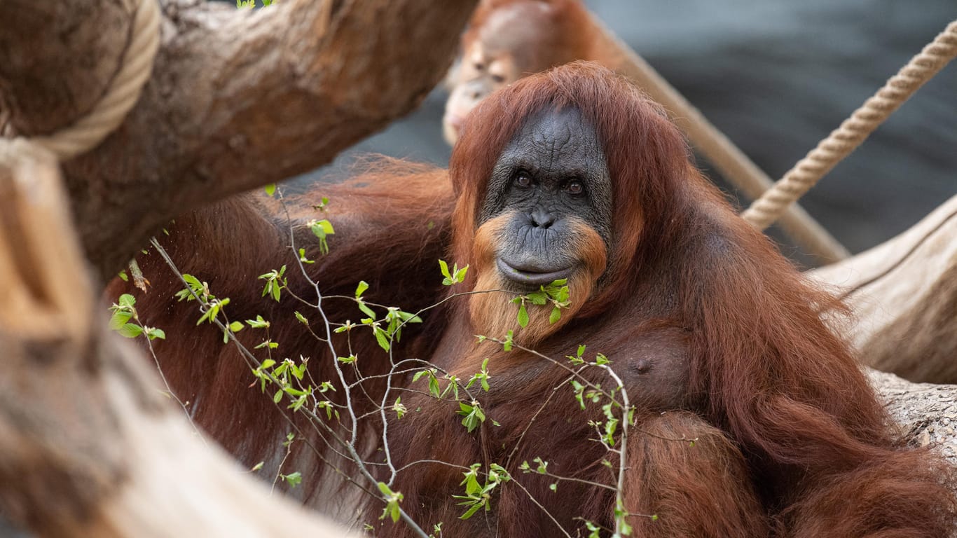 Orang-Utan-Dame Bella sitzt an ihrem 61. Geburtstag in ihrem Gehege im Tierpark Hagenbeck. Bella gilt als weltweit ältester bekannter Sumatra-Orang-Utan.