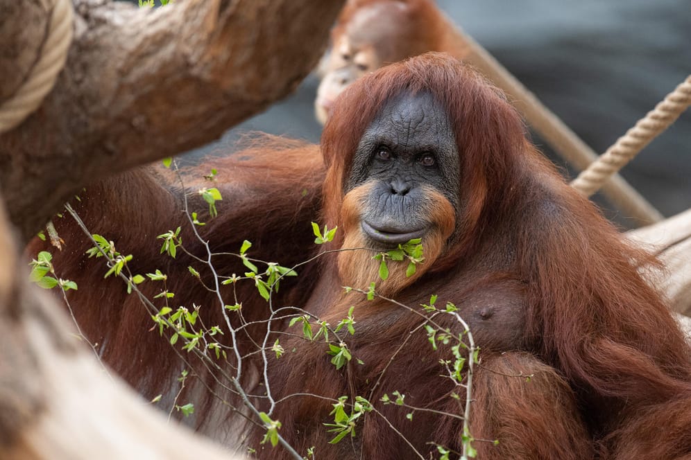 Orang-Utan-Dame Bella sitzt an ihrem 61. Geburtstag in ihrem Gehege im Tierpark Hagenbeck. Bella gilt als weltweit ältester bekannter Sumatra-Orang-Utan.