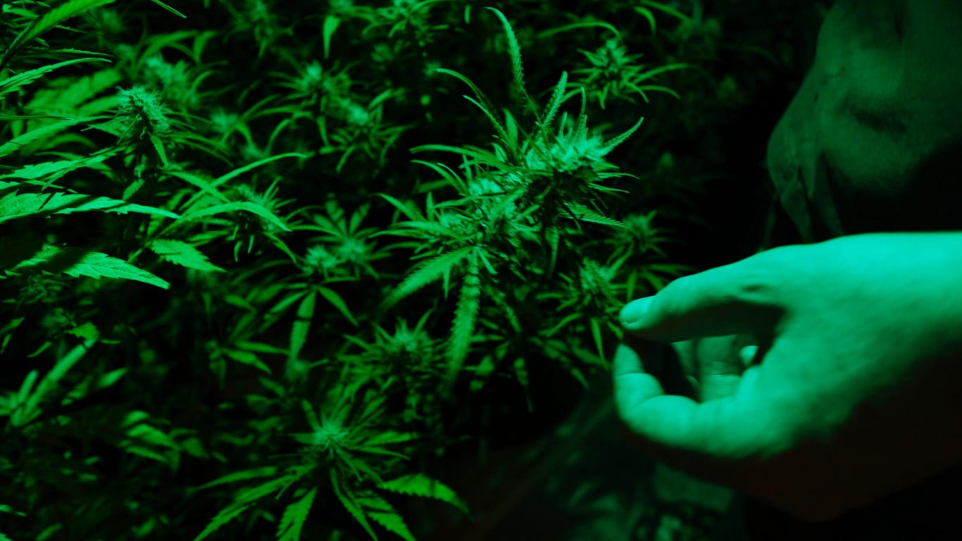 Cannabispflanzen in einer Farm (Symbolbild): Bei einer Hausdurchsuchung fanden Ermittler in drei Kellerräumen eine Cannabisplantage mit rund 600 Pflanzen.