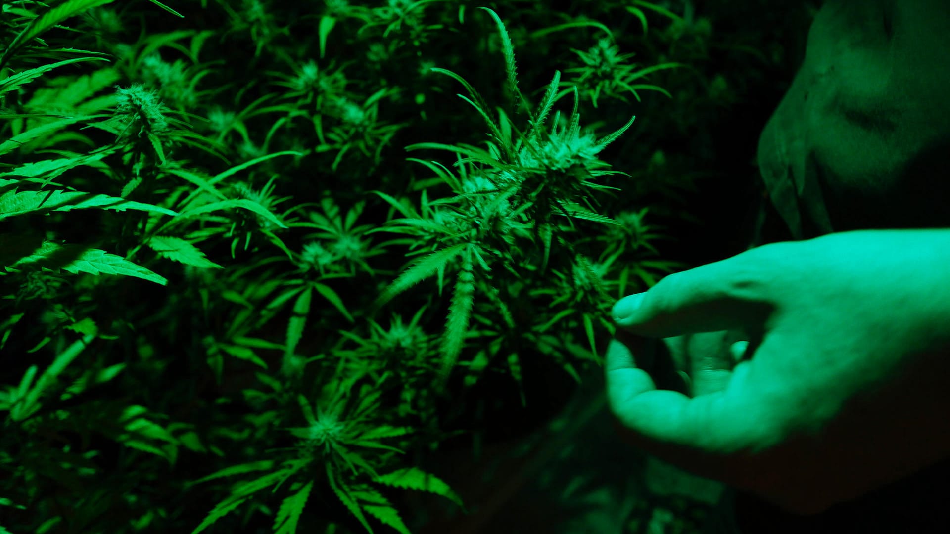 Cannabispflanzen in einer Farm (Symbolbild): Bei einer Hausdurchsuchung fanden Ermittler in drei Kellerräumen eine Cannabisplantage mit rund 600 Pflanzen. Cannabispflanzen in einer Farm (Symbolbild): Bei einer Hausdurchsuchung fanden Ermittler in drei Kellerräumen eine Cannabisplantage mit rund 600 Pflanzen.