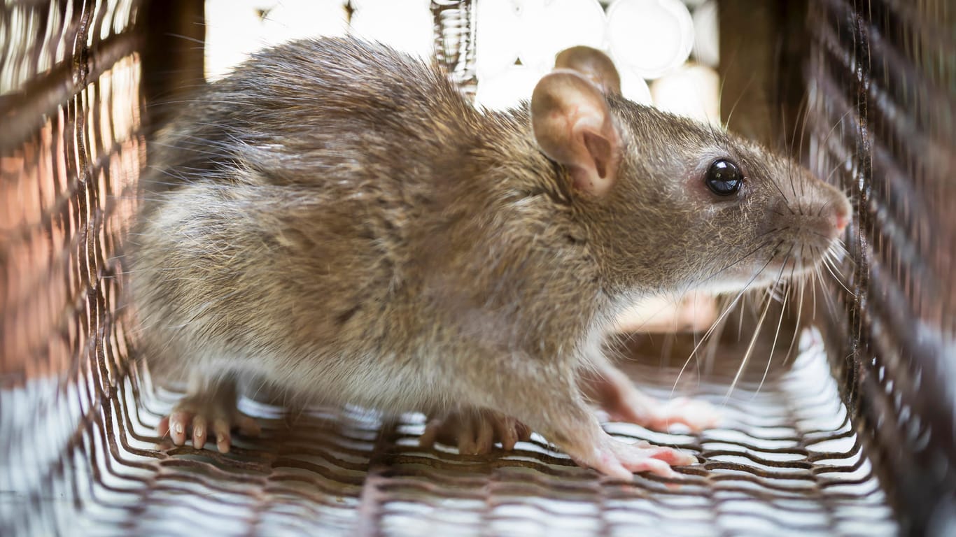 Ratte im Käfig: Mit einer Lebendfalle kann meist nur ein Tier gefangen werden.