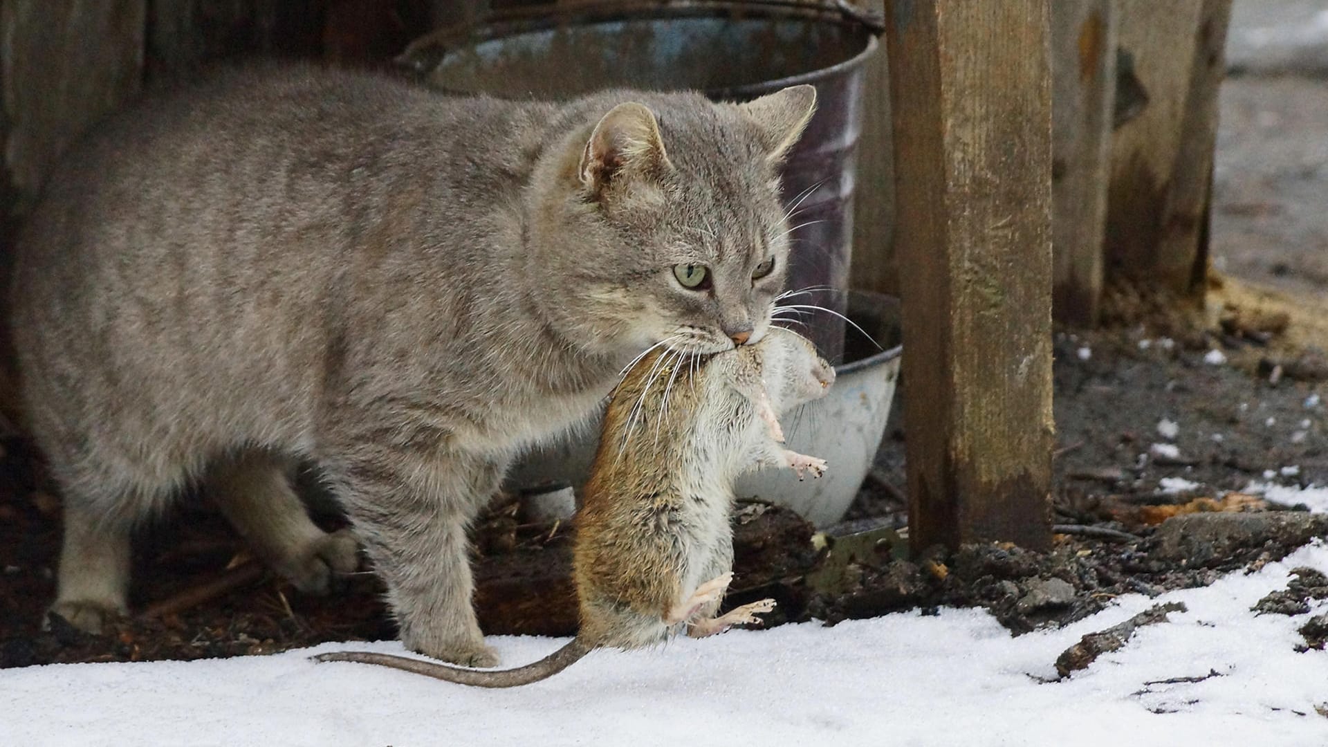 Feind: Nicht jede Katze eignet sich als Rattenfänger.