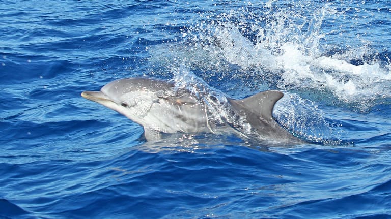 Delfine in der Straße von Gibraltar: Die empfindlichen Meeressäuger entwickeln durch das Dauerdröhnen von Schiffsschrauben chronischen Stress. Auch Wale leiden darunter.