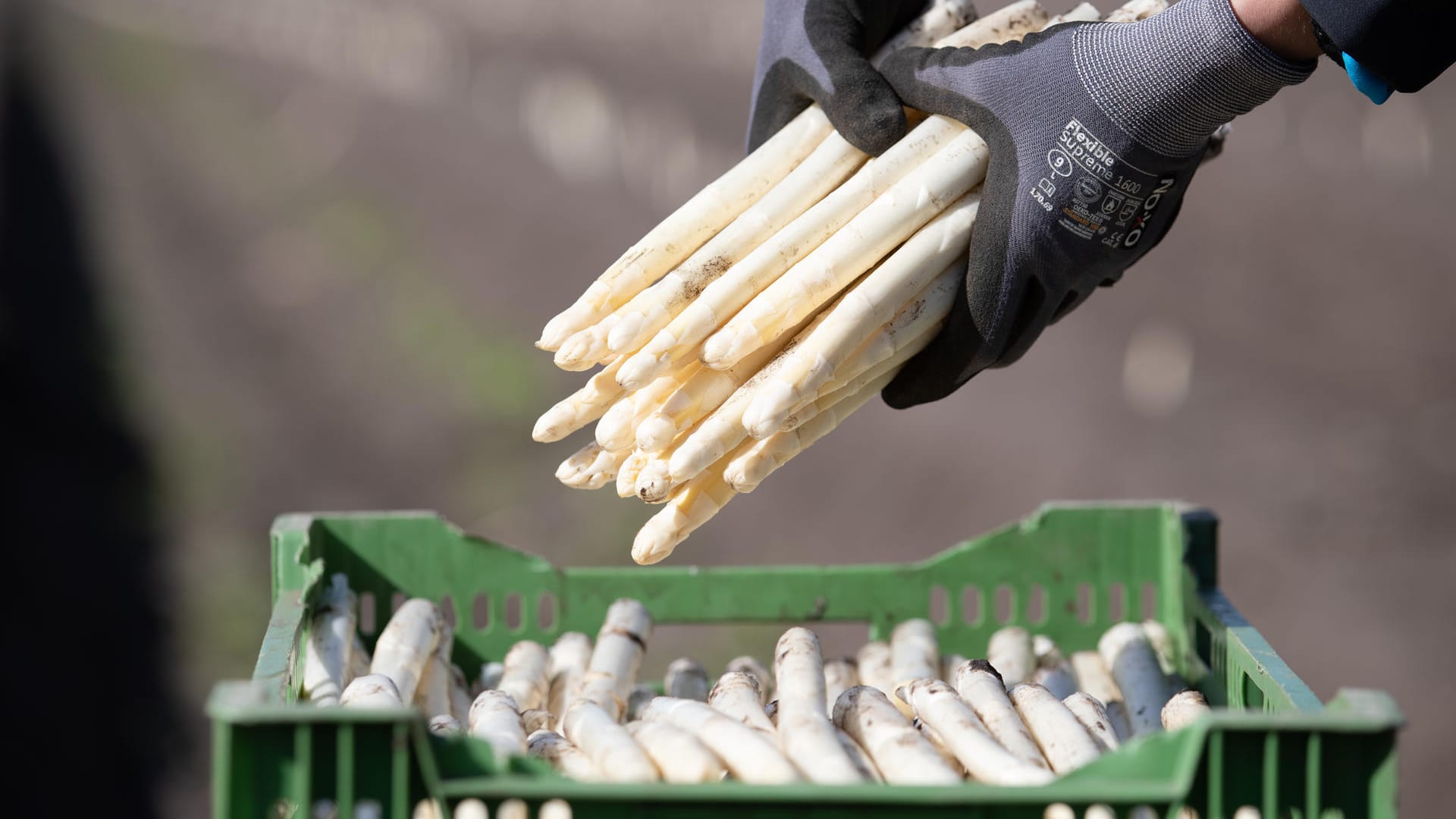 Eine Person legt Spargel in eine Kiste (Symbolbild): Nicht nur die Ernte macht den Spargel von Jahr zu Jahr teurer.