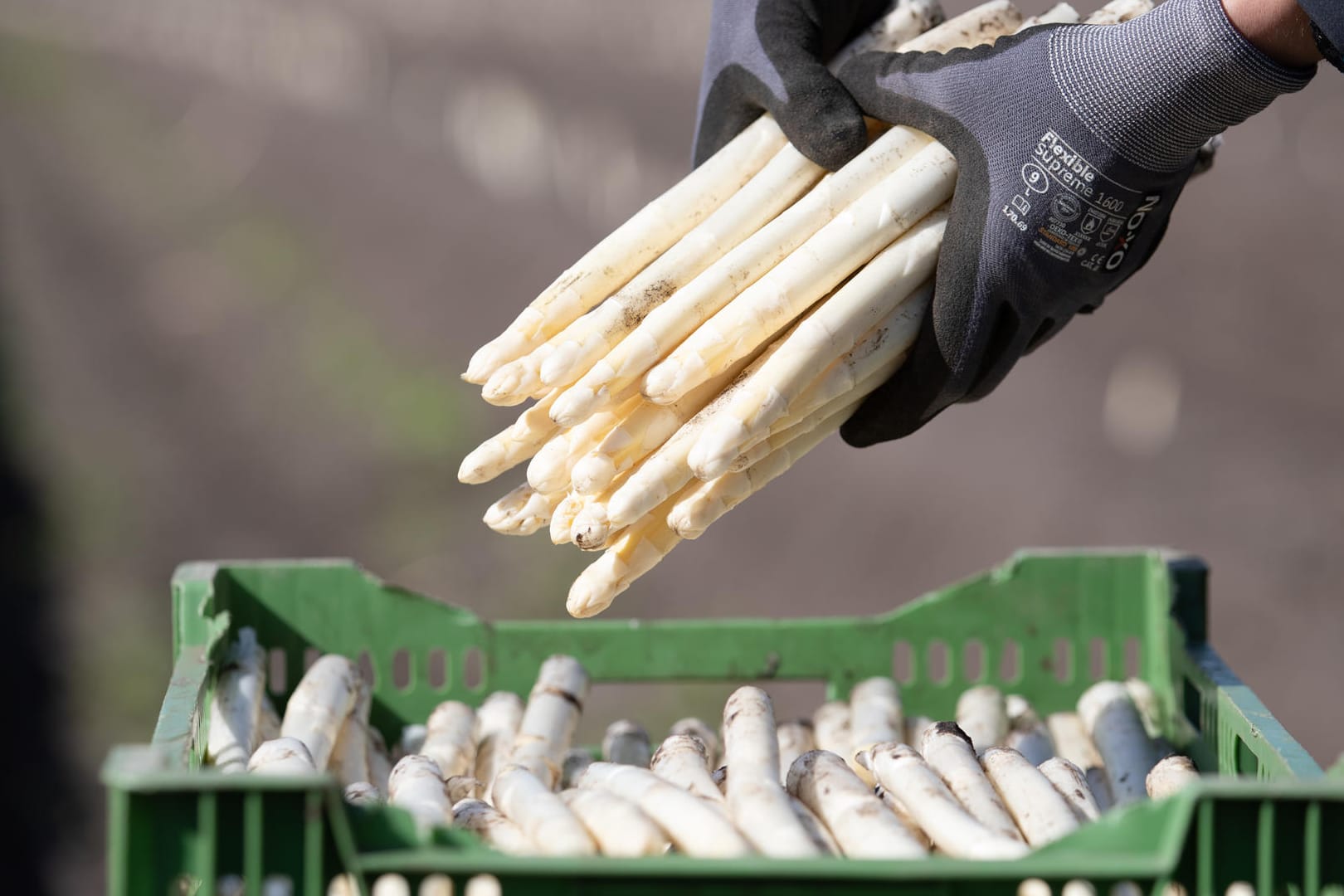 Eine Person legt Spargel in eine Kiste (Symbolbild): Nicht nur die Ernte macht den Spargel von Jahr zu Jahr teurer.