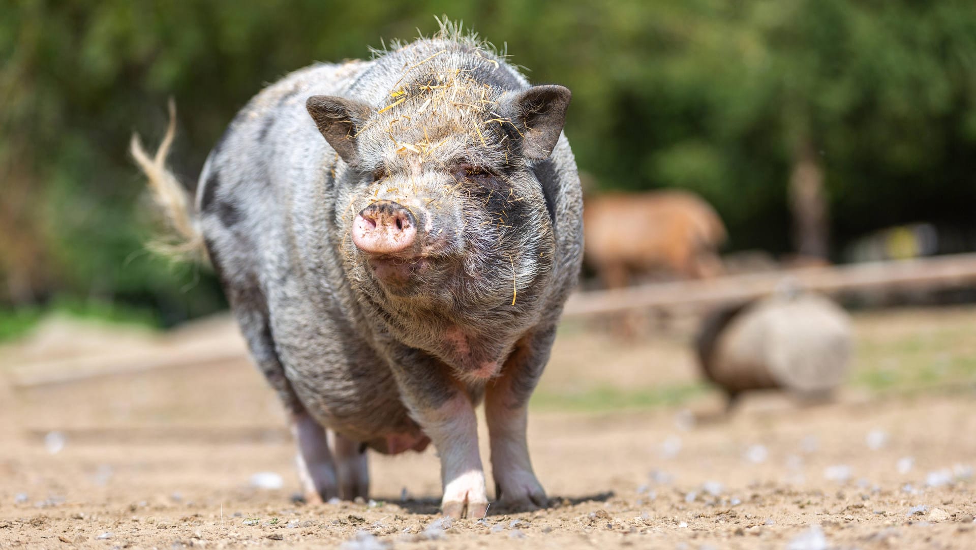 Hängebauchschwein mit etwas Stroh im Gesicht: In Düren sucht ein Exemplar dieser Spezies ein Zuhause.