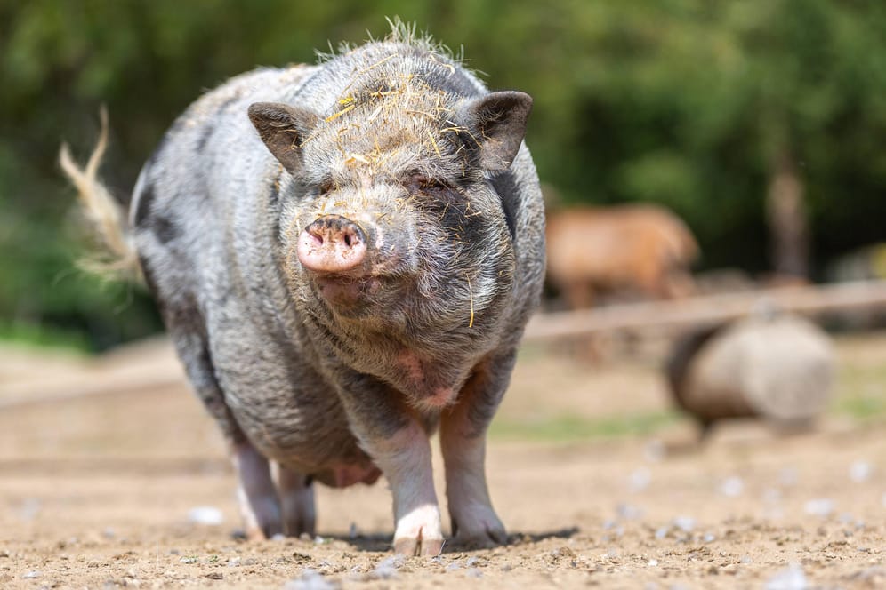 Hängebauchschwein mit etwas Stroh im Gesicht: In Düren sucht ein Exemplar dieser Spezies ein Zuhause.