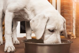 Hundefutter: Die Stiftung Warentest hat 22 Produkte für ausgewachsene Tiere unter die Lupe genommen und fast die Hälfte für "gut" oder "sehr gut" befunden.