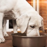 Hundefutter: Die Stiftung Warentest hat 22 Produkte für ausgewachsene Tiere unter die Lupe genommen und fast die Hälfte für "gut" oder "sehr gut" befunden.