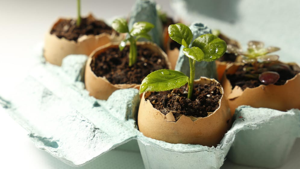 Samensprösslinge in Eierschalen ziehen: Kennen Sie diese Garten-Lifehacks?