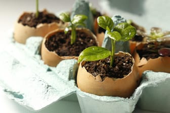 Samensprösslinge in Eierschalen ziehen: Kennen Sie diese Garten-Lifehacks?