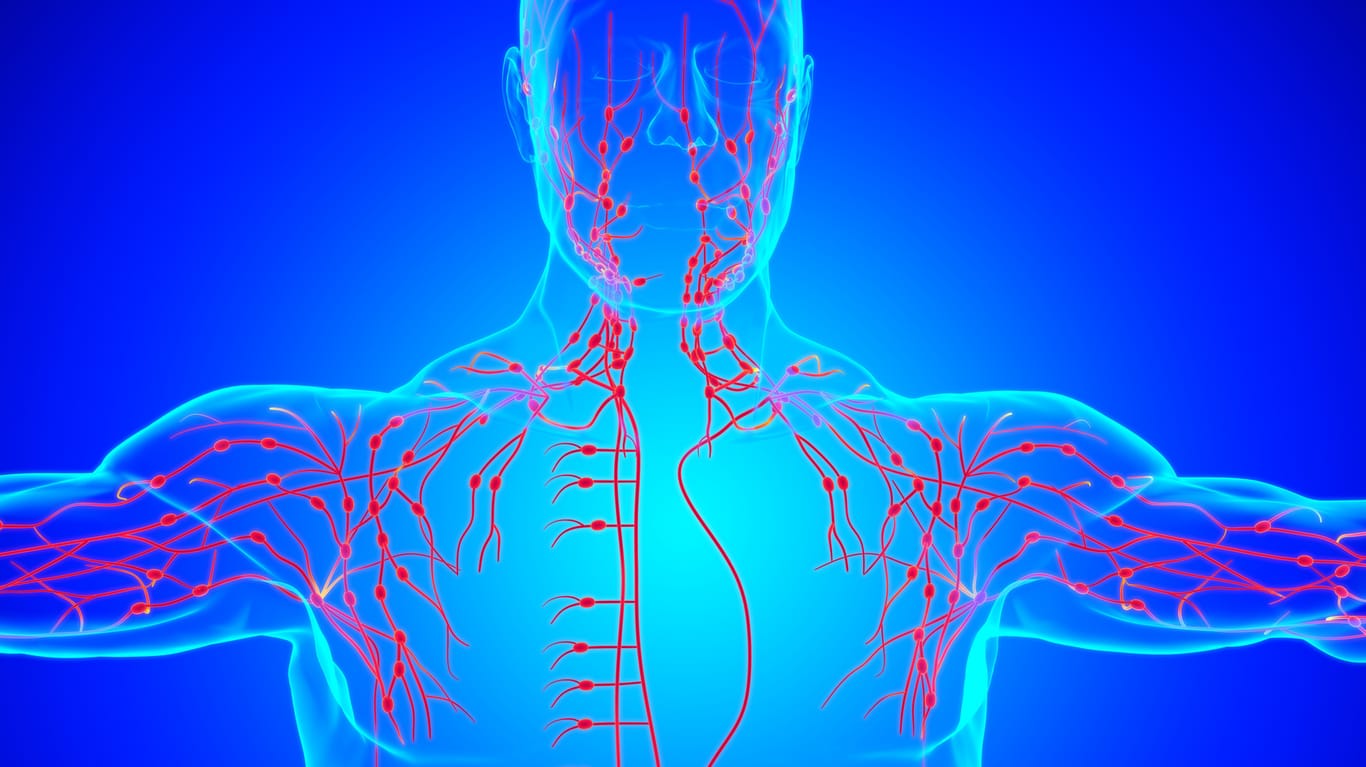 Illustration: Darstellung des Lymphsystems und der Lymphbahnen