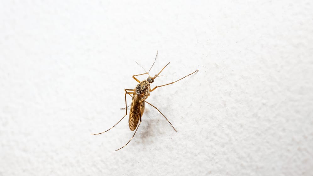 Mücke: Die Insekten sind vor allem abends aktiv.