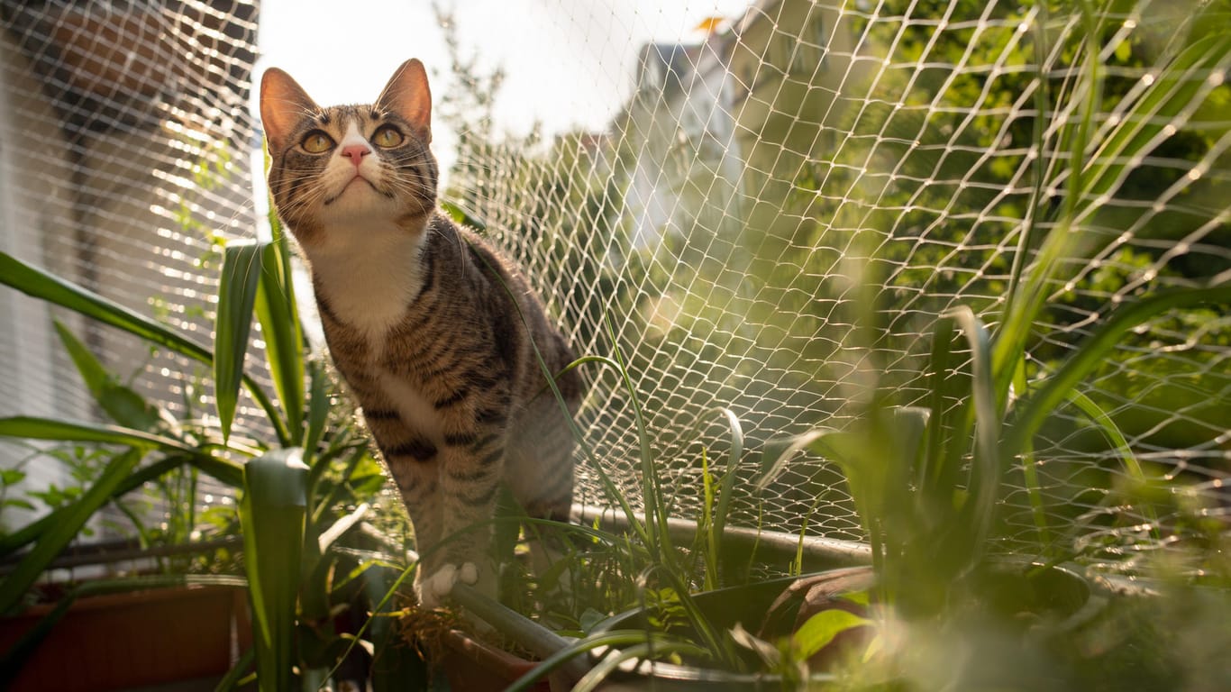 Neugierige Stubentiger: Katzenbesitzer müssen dafür sorgen, dass der Balkon für ihr Tier ein sicherer Ort ist. Dort lauern vor allem drei Gefahren.
