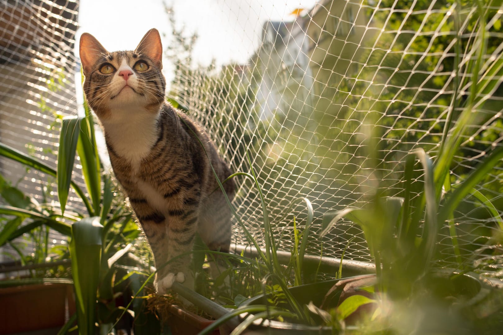 Neugierige Stubentiger: Katzenbesitzer müssen dafür sorgen, dass der Balkon für ihr Tier ein sicherer Ort ist. Dort lauern vor allem drei Gefahren.