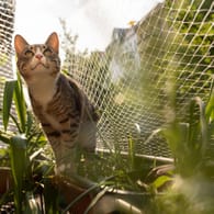 Neugierige Stubentiger: Katzenbesitzer müssen dafür sorgen, dass der Balkon für ihr Tier ein sicherer Ort ist. Dort lauern vor allem drei Gefahren.