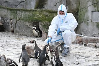 Maßnahmen gegen Vogelgrippe im Karlsruher Zoo