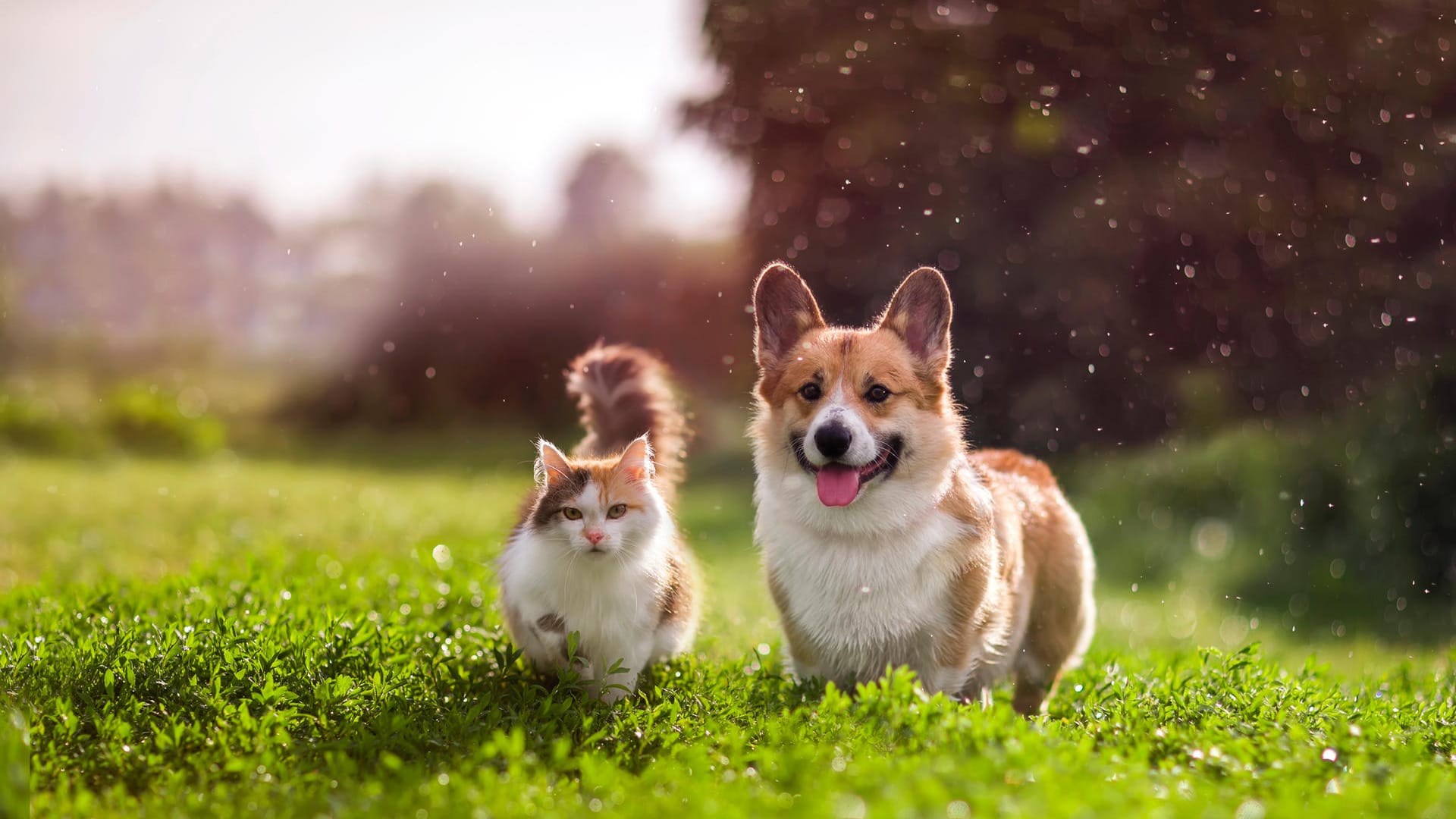 Flauschige Vierbeiner: Katzen und Hunde gehören zu den beliebtesten Tieren der Deutschen – doch wer gewinnt das Rennen um den ersten Platz?