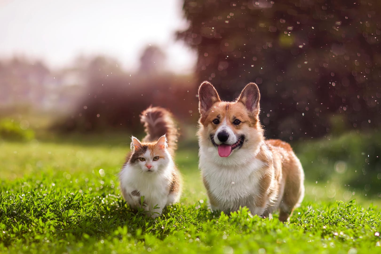 Flauschige Vierbeiner: Katzen und Hunde gehören zu den beliebtesten Tieren der Deutschen – doch wer gewinnt das Rennen um den ersten Platz?