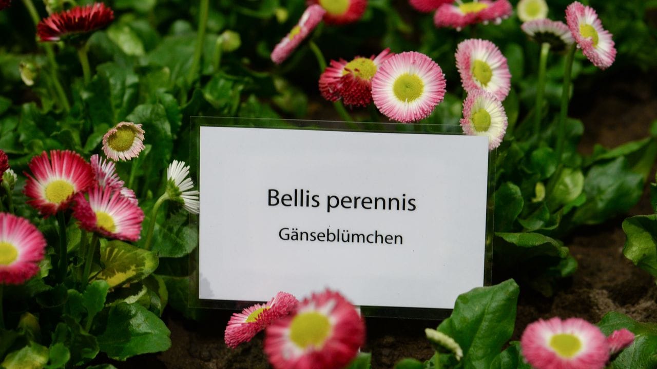 Während der übliche Name von Land zu Land unterschiedlich sein kann, ist der botanische auf der ganzen Welt gleich.