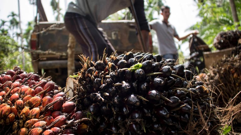 Palmöl-Ernte in Indonesien (Symbolbild): Viele Menschen in dem Land können sich das heimische Öl nicht mehr leisten.